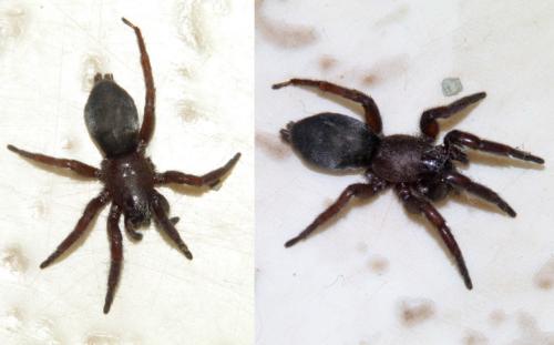 Scotophaeus sp.